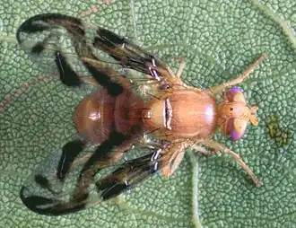 Anastrepha suspensa