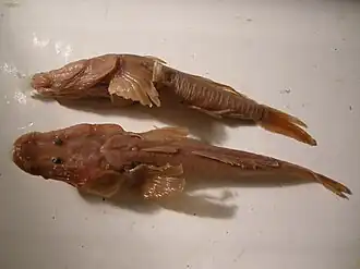 Anatirostrum profundorum