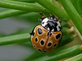 Oogvleklieveheersbeestje