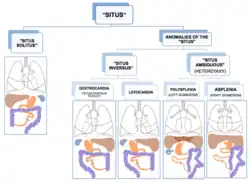 Ligging van de organen en afwijkingen ontstaan tijdens de neurulatie