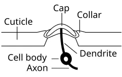 Campaniforme sensillum
