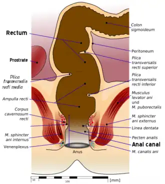 anatomie van de menselijke endeldarm en anus