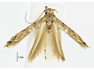 Anatrachyntis megacentra