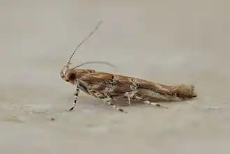 Anatrachyntis rileyi