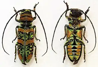 Anatragus pulchellus