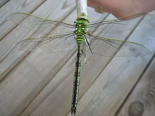 Grote keizerlibel ♀ (Anax imperator)