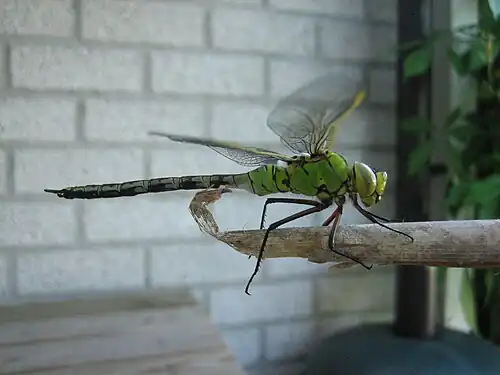 Grote keizerlibel ♀ (Anax imperator)