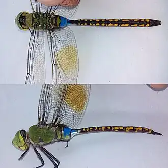 Anax indicus