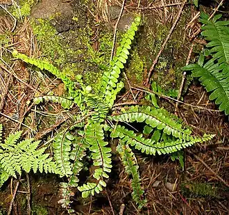 Asplenium anceps