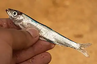 Clupeonella engrauliformis