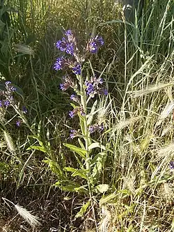 De bloeiwijze is een schicht.