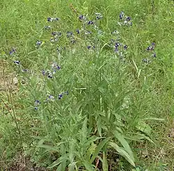 De stengel is bovenaan meestal kort vertakt.