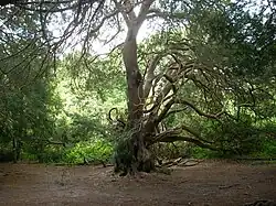 Eeuwenoude venijnbomen