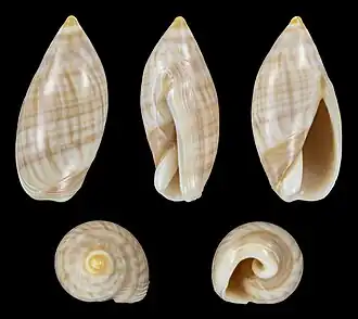 Ancilla ventricosa