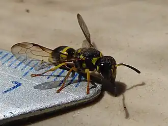 Ancistrocerus auctus