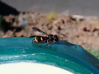 Ancistrocerus fortunatus