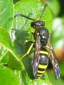 Ancistrocerus gazella