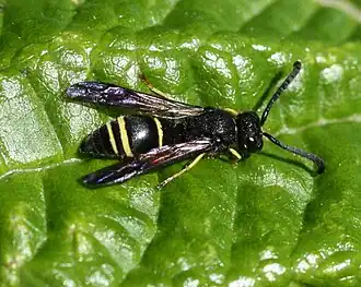 Ancistrocerus trifasciatus