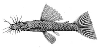 Ancistrus occidentalis