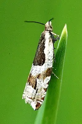 Bonte haakbladroller