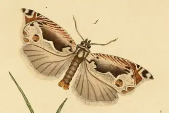 Grijze haakbladroller