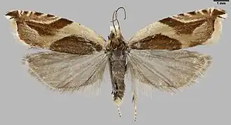 Ancylis habeleri