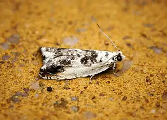 Witte haakbladroller