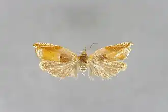 Oranje haakbladroller