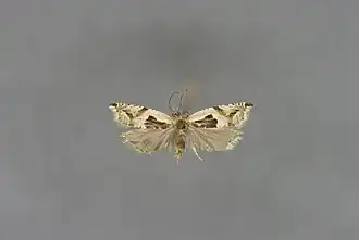 Bosbeshaakbladroller