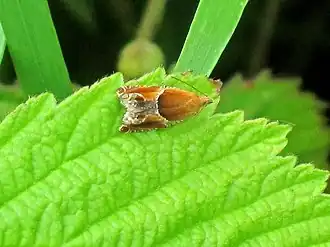 Rossige haakbladroller