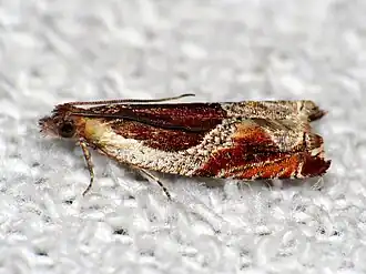 Purperrode haakbladroller