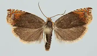 Zwarte haakbladroller