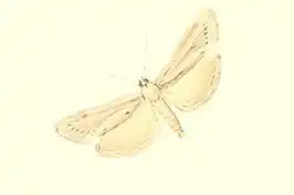 Ancylodes dealbatella