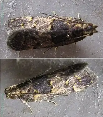 Ancylometis mulaella