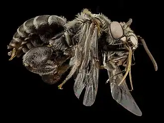 Ancyloscelis apiformis