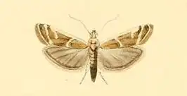 Ancylosis faustinella