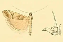 Ancylosis imitella