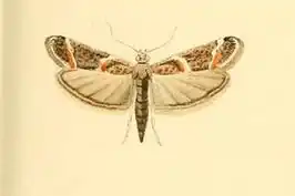 Ancylosis samaritanella