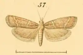 Ancylosoma
