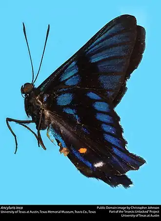Ancyluris inca