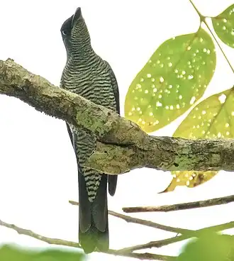 Andamanenrupsvogel
