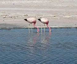 Andesflamingo