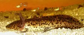 Ambystoma andersoni