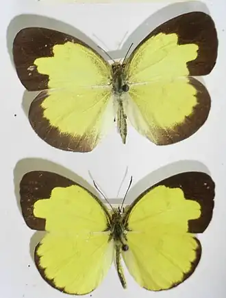 Eurema andersonii