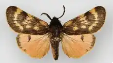 Phragmatobia sanguinea