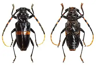 Andraegoidus lacordairei