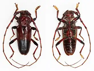 Andraegoidus fabricii