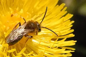 Tweekleurige zandbij