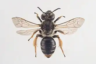 Noordelijke klaverzandbij