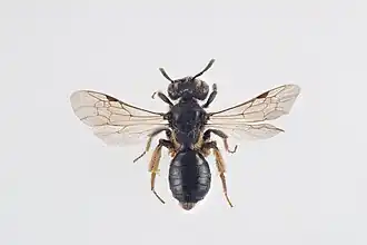 Andrena nanula